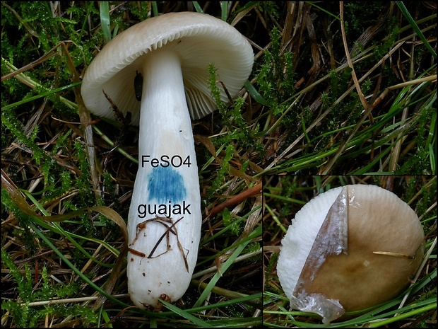 plávka smrekovcová Russula laricina Velen.