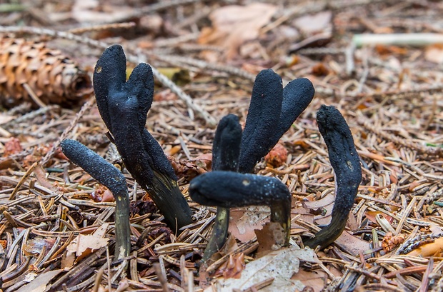 žezlovka srnková Tolypocladium ophioglossoides (J.F. Gmel.) Quandt, Kepler & Spatafora