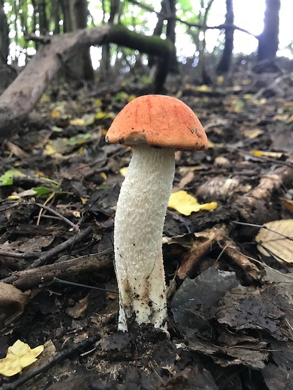 kozák osikový Leccinum albostipitatum den Bakker & Noordel.