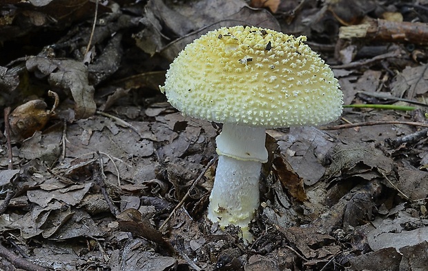 muchotrávka olivovohnedastá Amanita franchetii (Boud.) Fayod