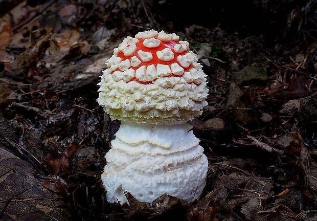 muchotrávka červená Amanita muscaria (L.) Lam.