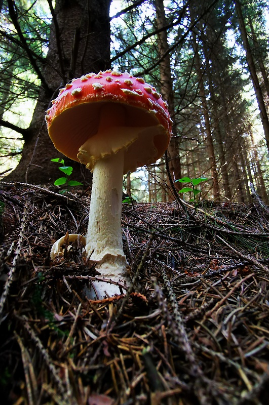 muchotrávka červená Amanita muscaria (L.) Lam.