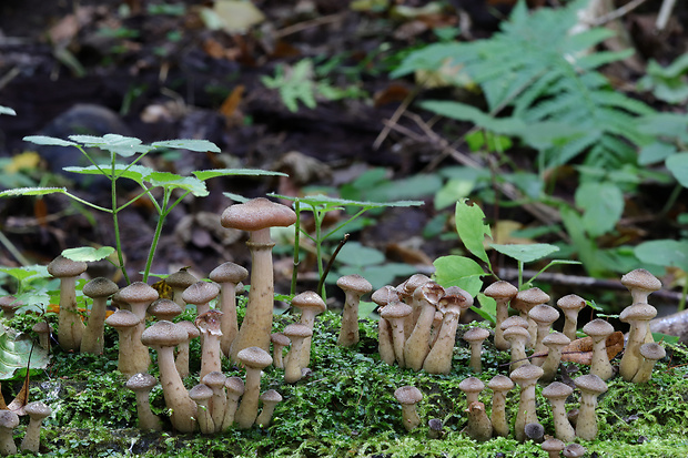 podpňovka obyčajná  Armillaria mellea (Vahl) P. Kumm.