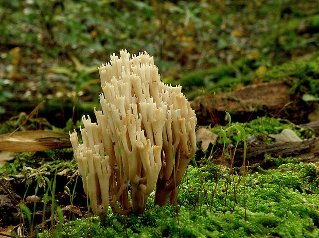 korunovec svietnikovitý Artomyces pyxidatus (Pers.) Jülich