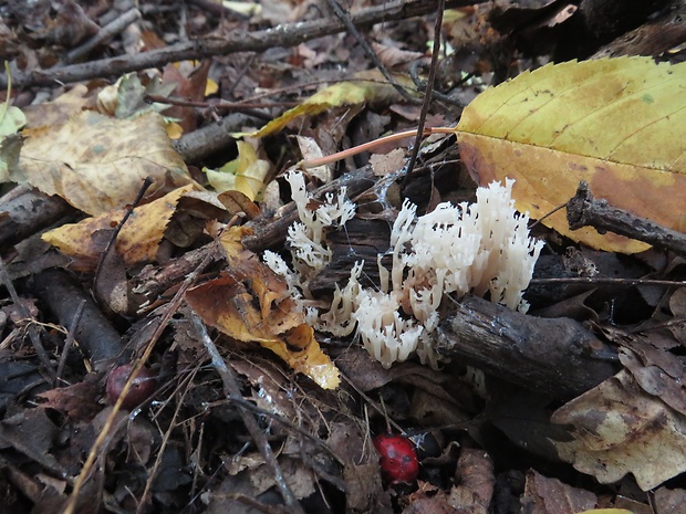 korunovec svietnikovitý Artomyces pyxidatus (Pers.) Jülich