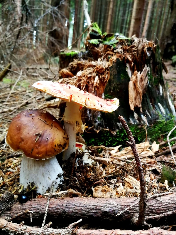 hríb smrekový Boletus edulis Bull.