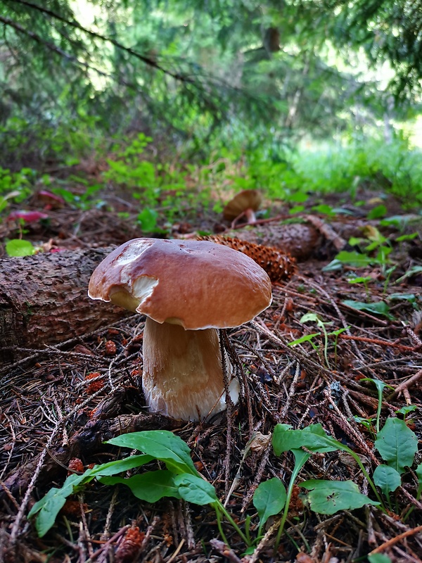 hríb smrekový Boletus edulis Bull.