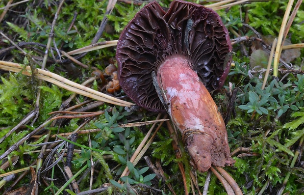 sliziak lepkavý Chroogomphus rutilus (Schaeff.) O.K. Mill.