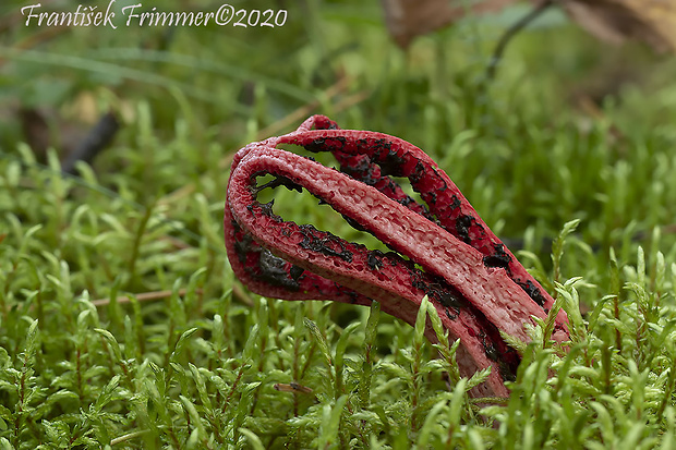 mrežovka kvetovitá Clathrus archeri (Berk.) Dring