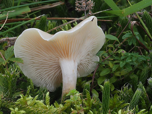 strmuľka Clitocybe sp.