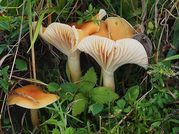 lúčnica statná Cuphophyllus pratensis (Fr.) Bon