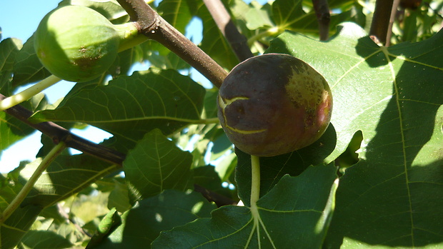 figovník obyčajný Ficus carica L.