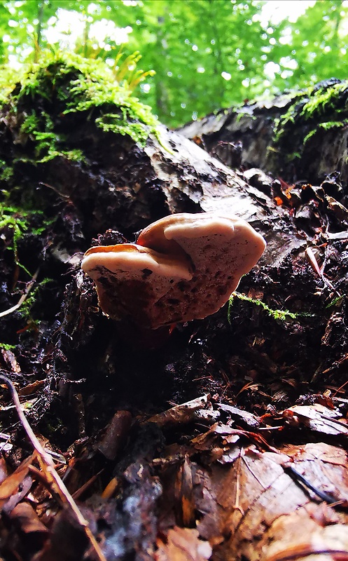 lesklokôrovka obyčajná Ganoderma lucidum (Curtis) P. Karst.