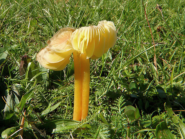 lúčnica citrónovožltá Hygrocybe chlorophana (Fr.) Wünsche