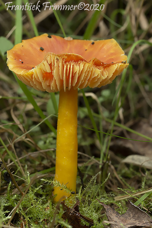 lúčnica Hygrocybe sp.