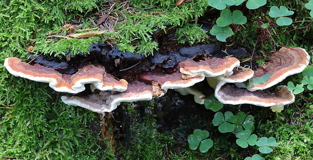 láziochlena obyčajná Ischnoderma benzoinum (Wahlenb.) P. Karst.