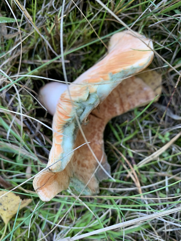 rýdzik pravý Lactarius deliciosus (L.) Gray