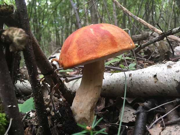 kozák osikový Leccinum albostipitatum den Bakker & Noordel.