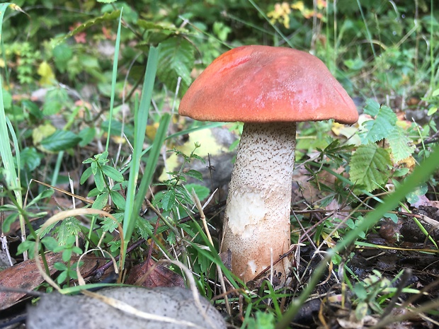 kozák dubový Leccinum aurantiacum (Bull.) Gray