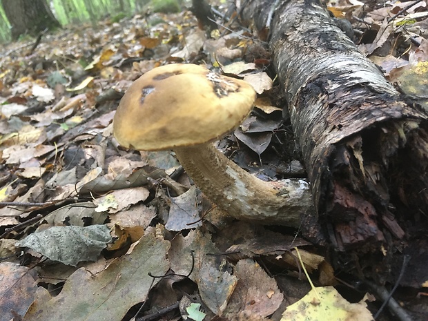 kozák hrabový Leccinum pseudoscabrum (Kallenb.) Šutara