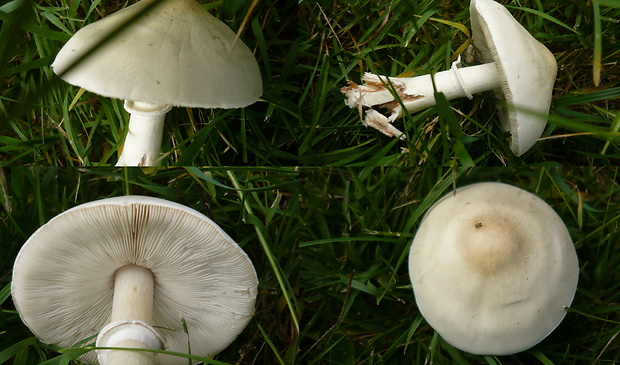 bedlica ružovolupeňová Leucoagaricus leucothites (Vittad.) Wasser