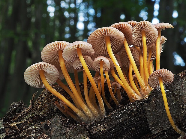 prilbička žltohlúbiková Mycena renati Quél.