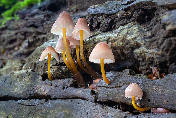 prilbička žltohlúbiková Mycena renati Quél.