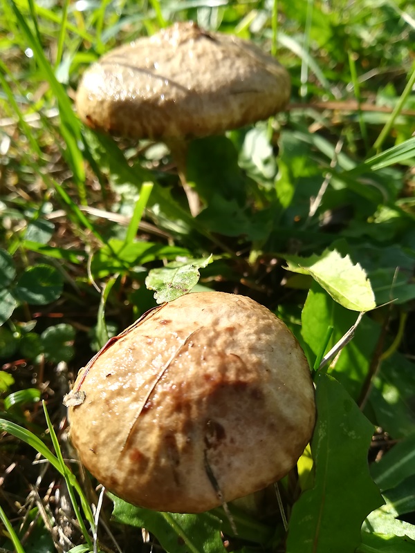 masliak lepkavý Suillus viscidus (L.) Roussel