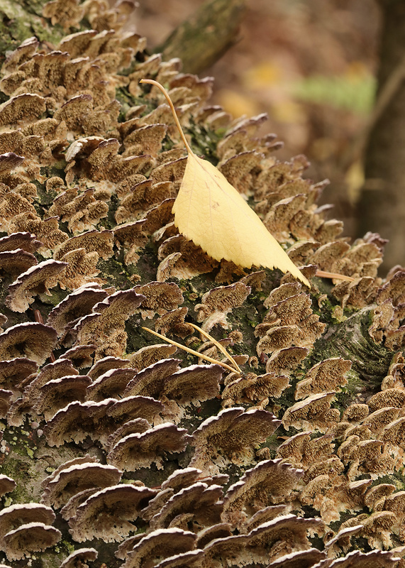 ryhovec želatinovitý Trichaptum biforme (Fr.) Ryvarden