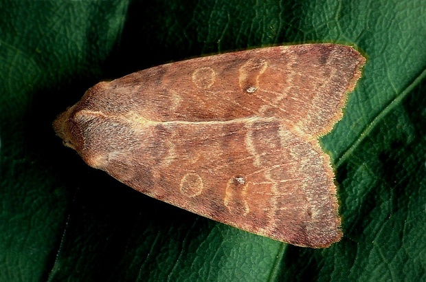 mora očkatá (sk) / zlatokřídlec topolový (cz) Xanthia ocellaris (Borkhausen, 1792)