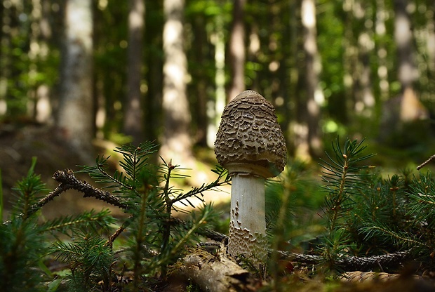 bedľa vysoká Macrolepiota procera (Scop.) Singer