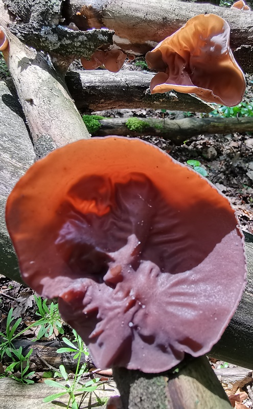 uchovec bazový Auricularia auricula-judae (Bull.) Quél.