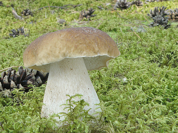 hríb smrekový Boletus edulis Bull.