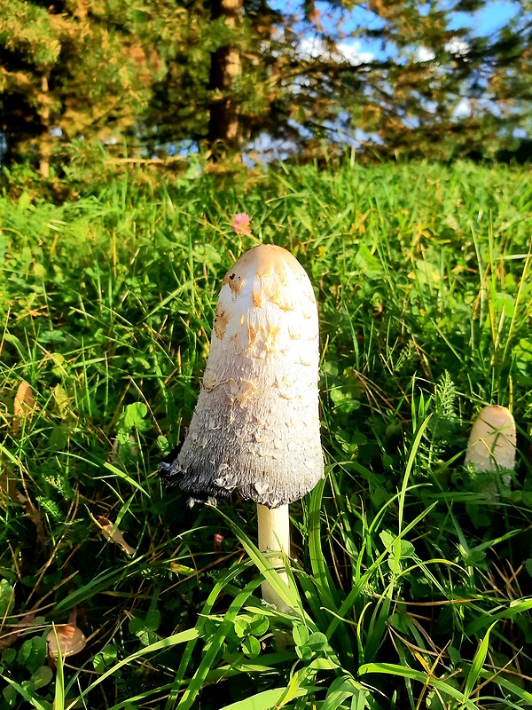 hnojník obyčajný Coprinus comatus (O.F. Müll.) Pers.