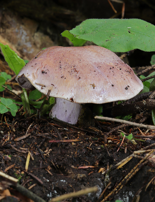 pavučinovec Cortinarius sp.