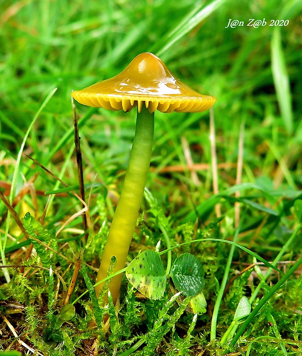 lúčnica žltozelená Gliophorus psittacinus (Schaeff.) Herink