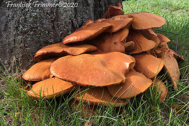 šupinovec nádherný Gymnopilus junonius (Fr.) P.D. Orton