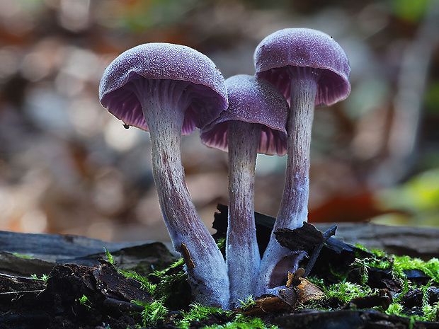 lakovka ametystová Laccaria amethystina (Huds.) Cooke