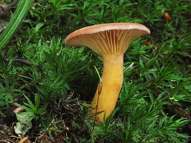 rýdzik fialovkastý Lactarius lilacinus (Lasch) Fr.