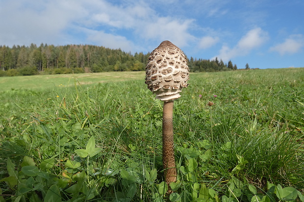 bedľa vysoká Macrolepiota procera (Scop.) Singer