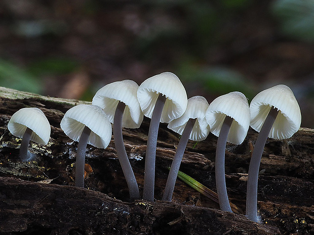 prilbička olivovožltá Mycena arcangeliana Bres.