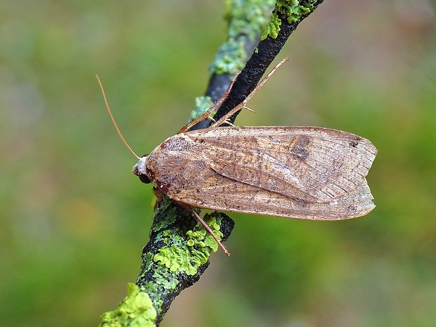 mora štiavová Noctua pronuba