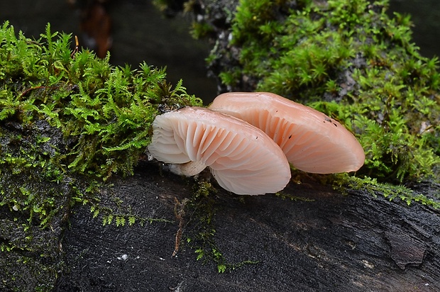 červenáčik obyčajný Rhodotus palmatus (Bull.) Maire