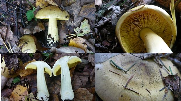 čírovka osiková Tricholoma frondosae Kalamees & Shchukin