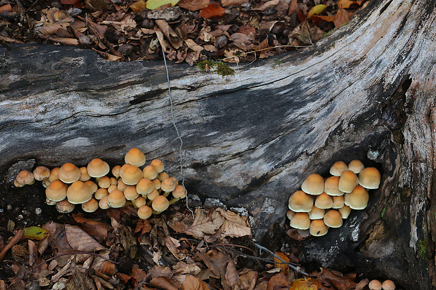 strapcovka zväzkovitá Hypholoma fasciculare (Huds.) P. Kumm.