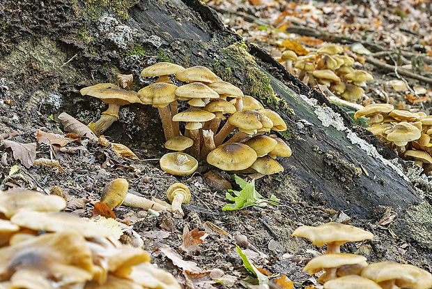 podpňovka obyčajná Armillaria cf. mellea (Vahl) P. Kumm.