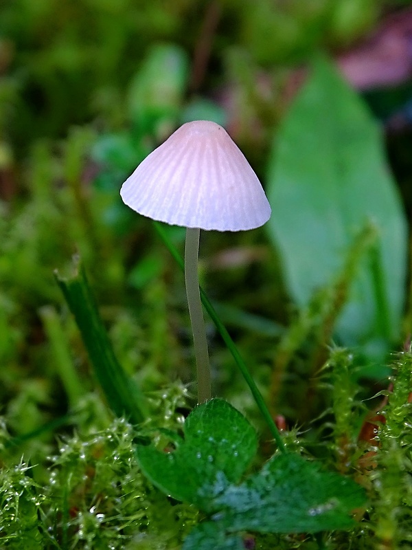 prilbička zorničková Atheniella adonis (Bull.) Redhead, Moncalvo, Vilgalys, Desjardin & B.A. Perry