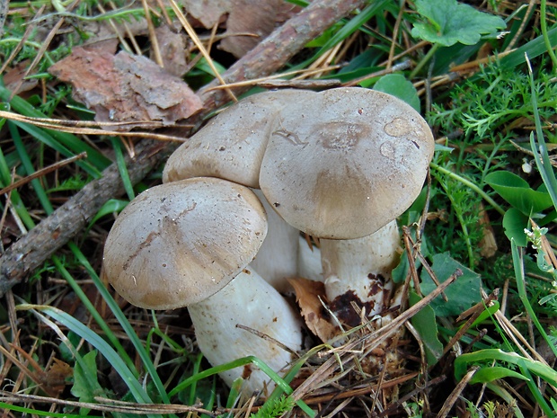 strmuľka inovaťová Clitocybe nebularis (Batsch) P. Kumm.