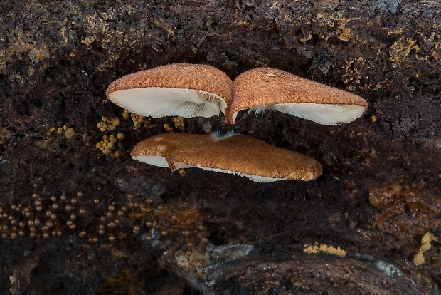 pahliva šafranová Crepidotus crocophyllus (Berk.) Sacc.