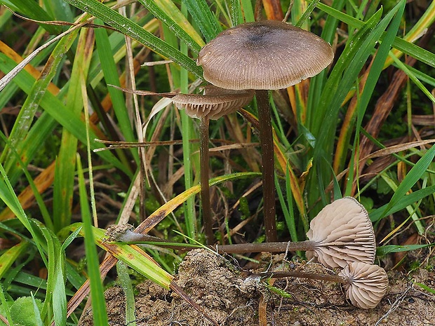 hodvábnica hodvábna Entoloma sericeum Quél.